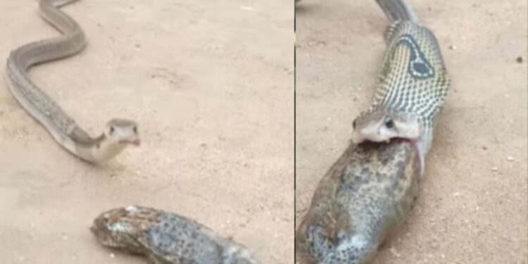 Viral Video: एकसाथ दो मेंढकों को खाना कोबरा को पड़ा भारी, जब पचाने में हालत बिगड़ी तो उठाया ये कदम