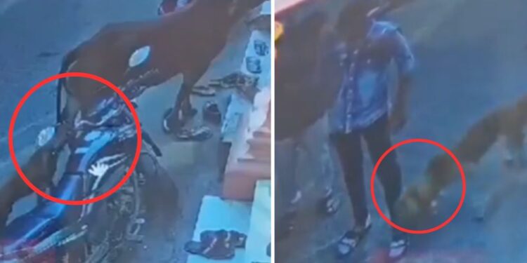 डॉग लवर को भारी पड़ा आवारा कुत्ते के लिए बहस करना! रोंगटे खड़े कर देगा यह Viral Video
