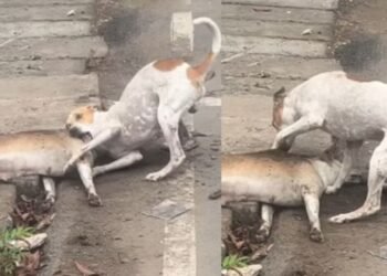 Viral Video: डॉगी का प्यार देख यूजर्स की आंखें हुई नम, मरने के बावजूद खत्म नहीं हुई वफादारी