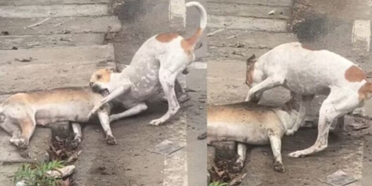 Viral Video: डॉगी का प्यार देख यूजर्स की आंखें हुई नम, मरने के बावजूद खत्म नहीं हुई वफादारी
