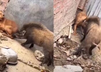 VIDEO: कुत्ता और जंगली सूअर के बीच हुई भीषण लड़ाई, देखें कौन किसपर पड़ा भारी