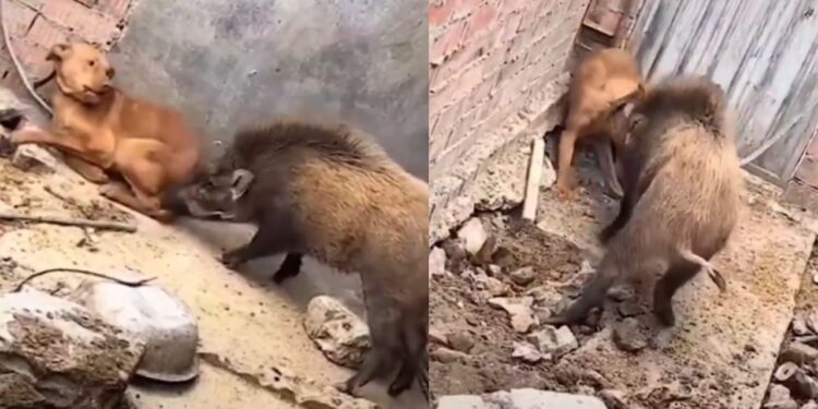 VIDEO: कुत्ता और जंगली सूअर के बीच हुई भीषण लड़ाई, देखें कौन किसपर पड़ा भारी