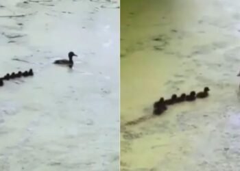 Viral Video: मां बत्तख ने अपने बच्चों को पानी में सिखाई सर्वाइव करने की स्किल, मजेदार खेल के साथ दिया ये ज्ञान