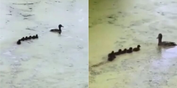 Viral Video: मां बत्तख ने अपने बच्चों को पानी में सिखाई सर्वाइव करने की स्किल, मजेदार खेल के साथ दिया ये ज्ञान