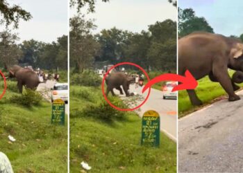 Viral Video: जंगली हाथी संग सेल्फी ले रहा था युवक, भड़के ‘गजराज’ ने कर दिया जानलेवा हमला
