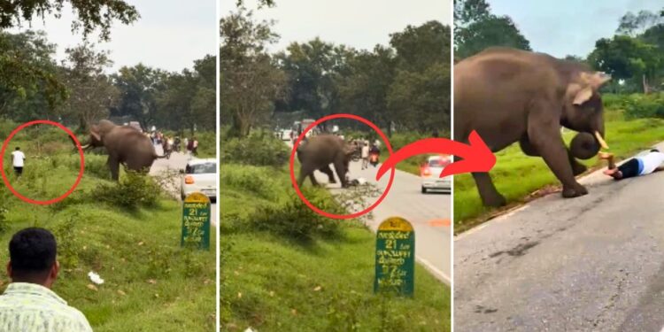 Viral Video: जंगली हाथी संग सेल्फी ले रहा था युवक, भड़के ‘गजराज’ ने कर दिया जानलेवा हमला
