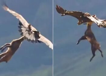 Viral Video: खूनी बाज के हाथ लगा हिरण का बच्चा, मौका देख पहले उतारा मौत के घाट, फिर आसमान में दिखाई अपनी ताकत