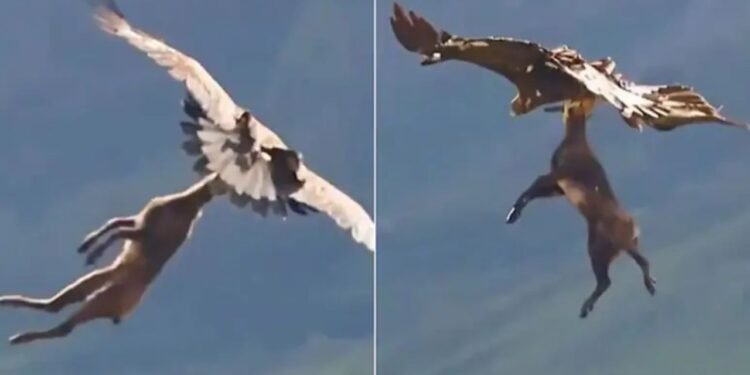 Viral Video: खूनी बाज के हाथ लगा हिरण का बच्चा, मौका देख पहले उतारा मौत के घाट, फिर आसमान में दिखाई अपनी ताकत