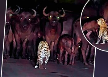 Viral: कितना जालिम होता है तेंदुआ, इस वीडियो को देखकर लग जाएगा पता