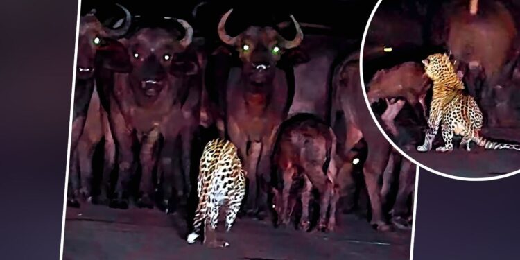 Viral: कितना जालिम होता है तेंदुआ, इस वीडियो को देखकर लग जाएगा पता