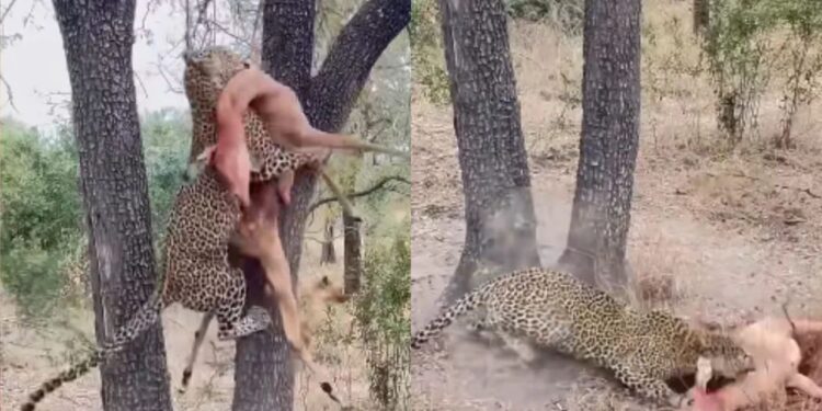 तेंदुए की गलती का फायदा उठाना चाहता था लकड़बग्घा, फिर बिग कैट ने दिखाई अपनी फुर्ती और कर दिया खेल