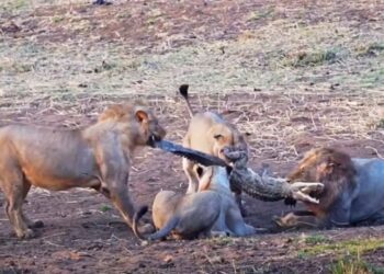 Viral Video: ‘पानी के दैत्य’ पर कहर बनकर टूट पड़ा शेरों का झुंड, अंत देख कांप गए लोग