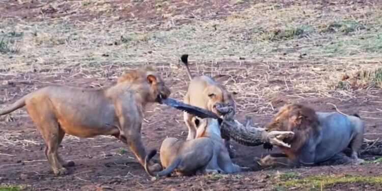 Viral Video: ‘पानी के दैत्य’ पर कहर बनकर टूट पड़ा शेरों का झुंड, अंत देख कांप गए लोग