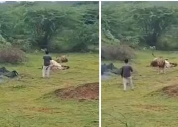 Viral: शिकार को मजे से खा रहा था शेर, वीडियो बनाने के लिए जंगल के राजा करीब पहुंचा शख्स…फिर दिखा कुछ ऐसा सीन