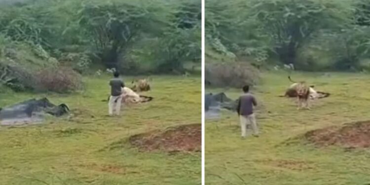 Viral: शिकार को मजे से खा रहा था शेर, वीडियो बनाने के लिए जंगल के राजा करीब पहुंचा शख्स…फिर दिखा कुछ ऐसा सीन