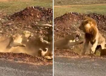 Viral: जंगल की ‘रानी’ के सामने ‘राजा’ हुआ ढेर! शेर की दुर्दशा देख हंसते-हंसते लोटपोट हुए लोग