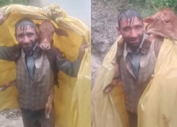 बछड़े को कंधे पर उठाकर ले जाता दिखा शख्स, जम्मू से आया ये खूबसूरत VIDEO