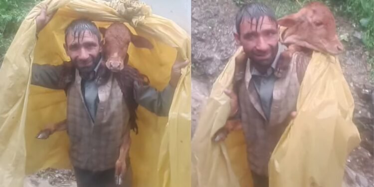 बछड़े को कंधे पर उठाकर ले जाता दिखा शख्स, जम्मू से आया ये खूबसूरत VIDEO
