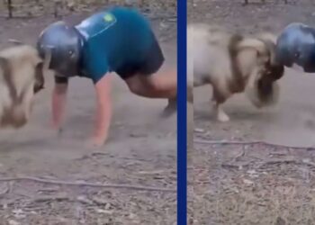 Viral Video: बकरे से भिड़ गया शख्स, अंत में हुआ कुछ ऐसा देखकर नहीं रोक पाएंगे हंसी