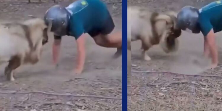 Viral Video: बकरे से भिड़ गया शख्स, अंत में हुआ कुछ ऐसा देखकर नहीं रोक पाएंगे हंसी