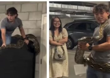 OMG! 20 फीट लंबे अजगर पर युवक ने ऐसे पाया काबू, देखते रह गए सभी…वायरल हुआ वीडियो