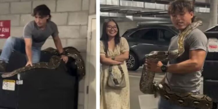 OMG! 20 फीट लंबे अजगर पर युवक ने ऐसे पाया काबू, देखते रह गए सभी…वायरल हुआ वीडियो