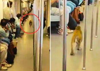 Delhi Metro में घुस गया बंदर, वायरल वीडियो देख आप भी कहेंगे ‘ये क्या हो गया’