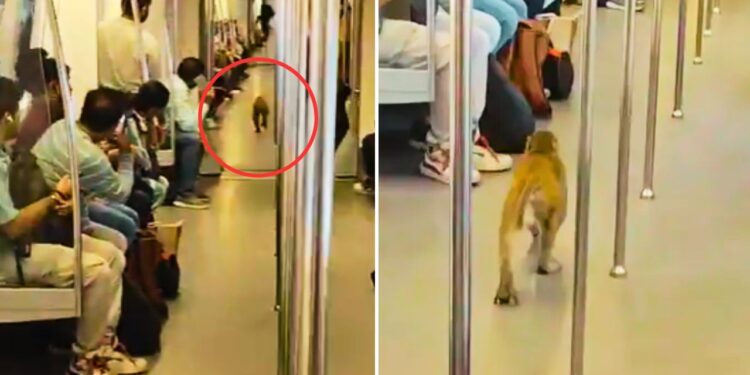 Delhi Metro में घुस गया बंदर, वायरल वीडियो देख आप भी कहेंगे ‘ये क्या हो गया’