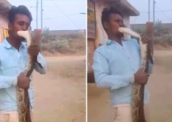 Viral: अजगर से ‘हीरोपंती’ पड़ा महंगा, सीधे मुंह पर किया हमला; रोंगटे खड़ेकरदेगावीडियो!