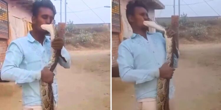 Viral: अजगर से ‘हीरोपंती’ पड़ा महंगा, सीधे मुंह पर किया हमला; रोंगटे खड़ेकरदेगावीडियो!