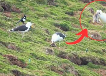 Viral: खरगोश को जिंदा निगल गया पक्षी, वीडियो देख फटी रह गईं लोगों की आंखें