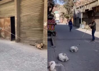 वायरल हुई कुत्तों के वैक्सीनेशन की निंजा टेक्निक, VIDEO देख लोग बोले- स्मार्ट आइडिया