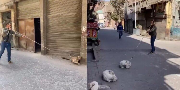 वायरल हुई कुत्तों के वैक्सीनेशन की निंजा टेक्निक, VIDEO देख लोग बोले- स्मार्ट आइडिया