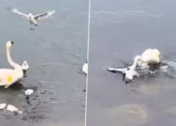 Viral Video: बच्चों को बचाने के लिए सीगल से भिड़ गई मां हंस, अंत में हुआ कुछ ऐसा शिकारी परिंदे की बज गई बैंड