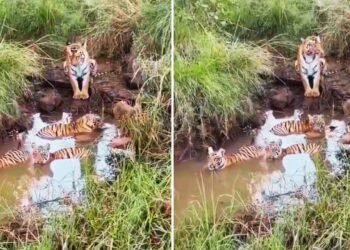 Viral: मजे से नहा रहे थे नन्हे बाघ, बाघिन यूं दे रही थी पहरा; वीडियो देख मंत्रमुग्ध हुए लोग