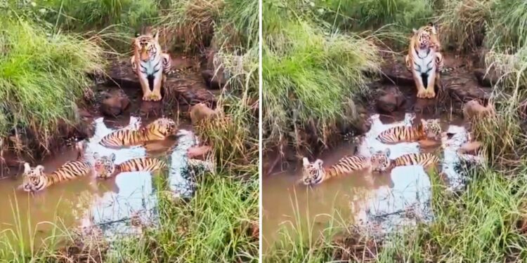 Viral: मजे से नहा रहे थे नन्हे बाघ, बाघिन यूं दे रही थी पहरा; वीडियो देख मंत्रमुग्ध हुए लोग