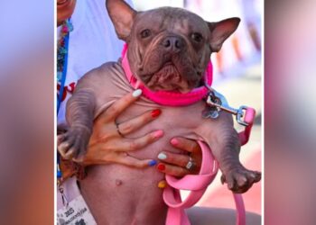 World’s Ugliest Dog In 2025: ये है दुनिया का सबसे बदसूरत कुत्ता, जीत चुका है लाखों का इनाम