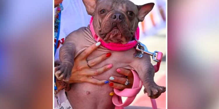 World’s Ugliest Dog In 2025: ये है दुनिया का सबसे बदसूरत कुत्ता, जीत चुका है लाखों का इनाम