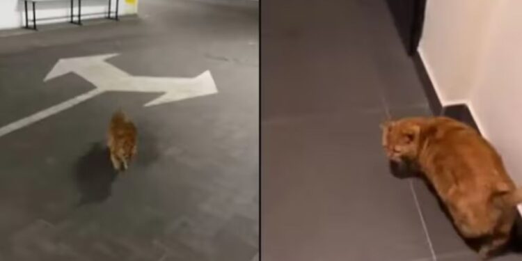 Viral Video: रूस-यूक्रेन वॉर में Hero बनी पालतू बिल्ली… सायरन बजते ही होती है अलर्ट, खोज लेती है बंकर का रास्ता