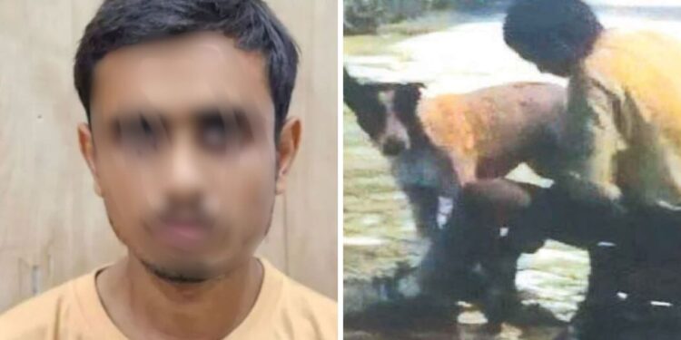 शर्मनाक! लखनऊ में डॉगी से रेप करने वाला युवक अरेस्ट, वीडियो वायरल होने के बाद खूब मचा था हंगामा