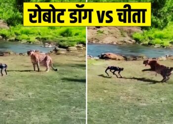Viral Video: जंगल में मस्ती कर रहा था चीता, तभी आ गया रोबोट डॉग, फिर हुआ कुछ ऐसा