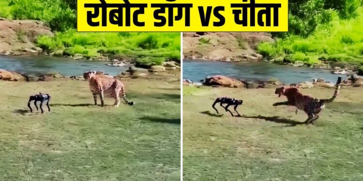 Viral Video: जंगल में मस्ती कर रहा था चीता, तभी आ गया रोबोट डॉग, फिर हुआ कुछ ऐसा