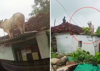 Viral: आवारा कुत्तों से डरकर गाय ने लगा दी इतनी ऊंची छलांग! Video देख पब्लिक हैरान