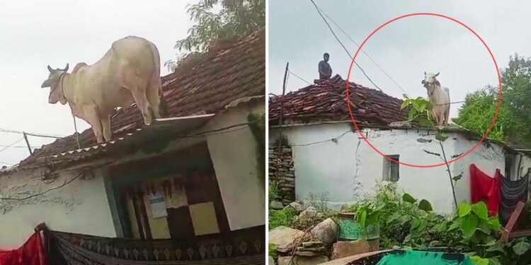 Viral: आवारा कुत्तों से डरकर गाय ने लगा दी इतनी ऊंची छलांग! Video देख पब्लिक हैरान