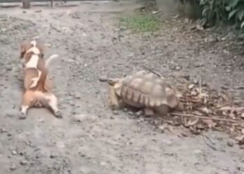 कुत्ते ने कछुए की उतारी नकल, पैर घसीट कर लगा चलने; VIDEO देख छूट जाएगी हंसी