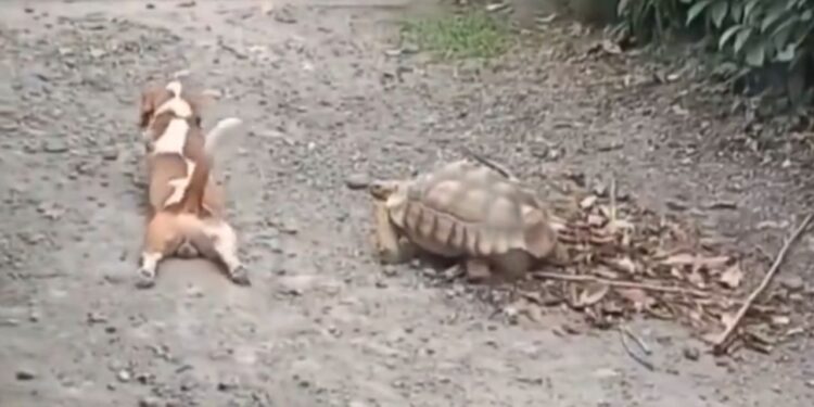 कुत्ते ने कछुए की उतारी नकल, पैर घसीट कर लगा चलने; VIDEO देख छूट जाएगी हंसी