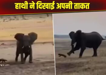 Viral Video: हाथी को हिम्मत दिखा रहा था हनी बेजर, गुस्से में गजराज ने किया हमला और दिखाई अपनी ताकत
