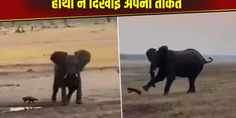 Viral Video: हाथी को हिम्मत दिखा रहा था हनी बेजर, गुस्से में गजराज ने किया हमला और दिखाई अपनी ताकत