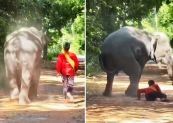 Viral: कितना वफादार होता है हाथी, इस Video को देखकर लग जाएगा पता