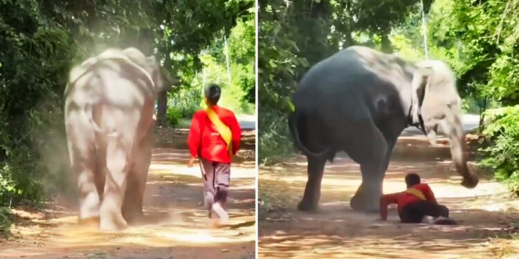 Viral: कितना वफादार होता है हाथी, इस Video को देखकर लग जाएगा पता